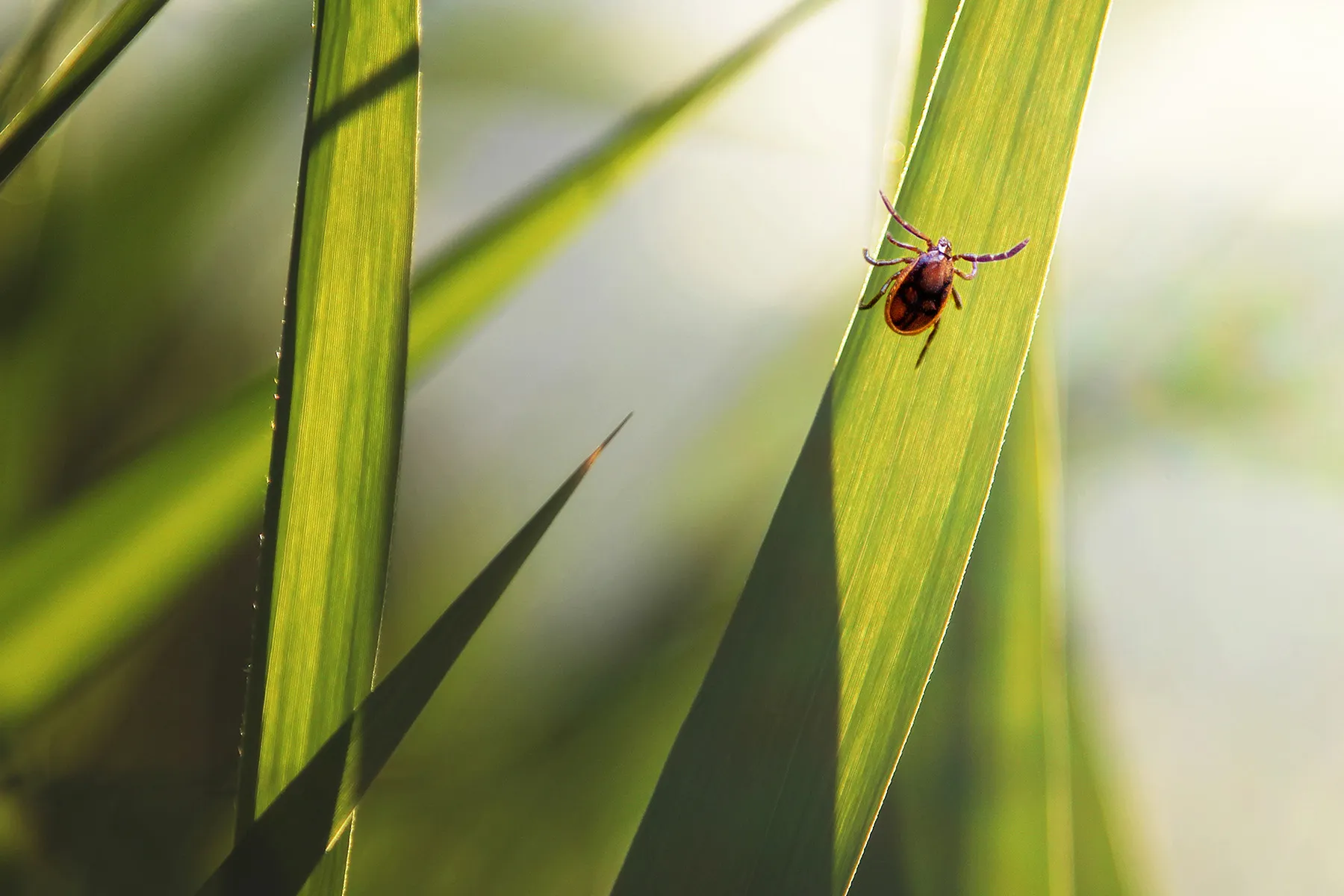 photo of tick on blade of grass