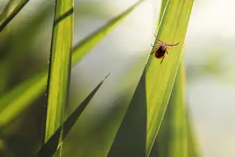 Hitching a Ride