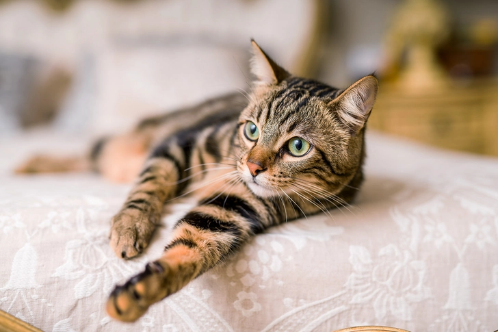 Cat-Scratch Disease