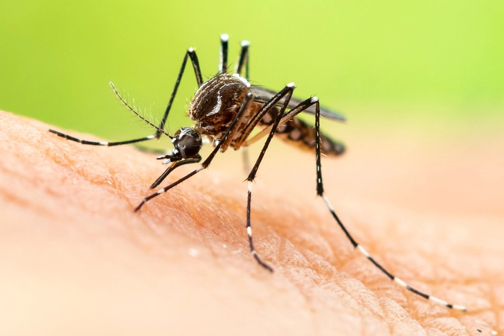 Malaria