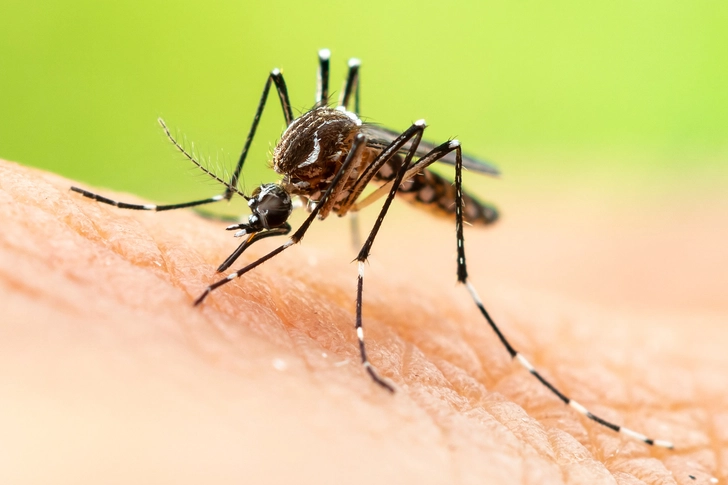 Malaria Malaria