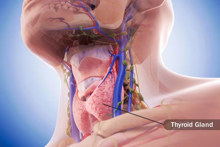 photo of thyroid gland