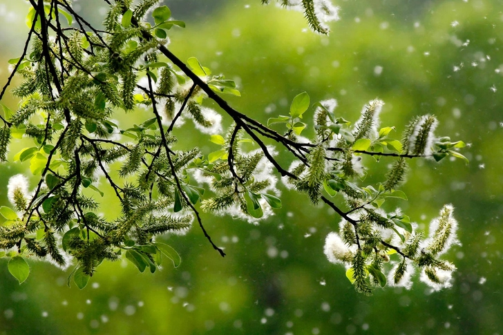 Seasonal Allergies Seasonal Allergies