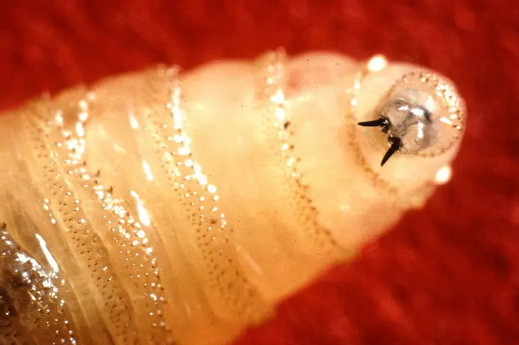 Parasitic Worms