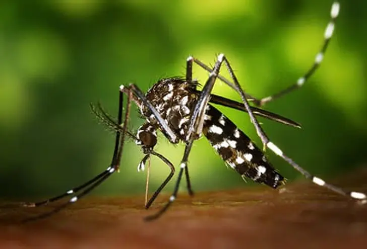 What is Zika? What is Zika?
