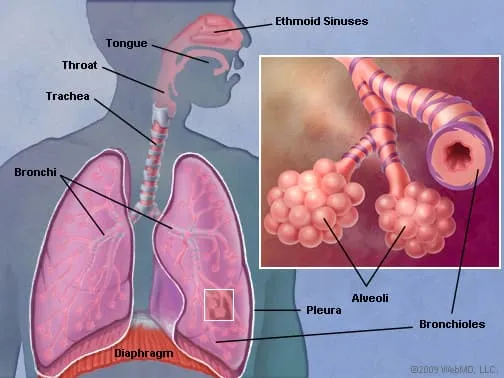 Picture of the Human Lungs