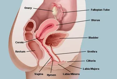 Your vagina is the canal between your uterus and the outside of your body. The vulva and labia form its entrance, and the cervix connects it to the uterus