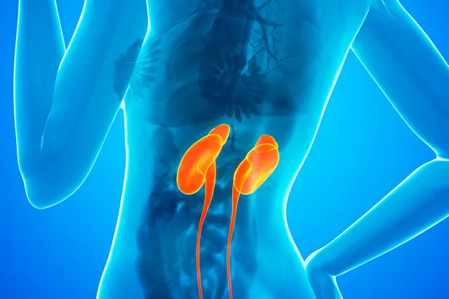 How IgA Nephropathy Affects Your Kidneys